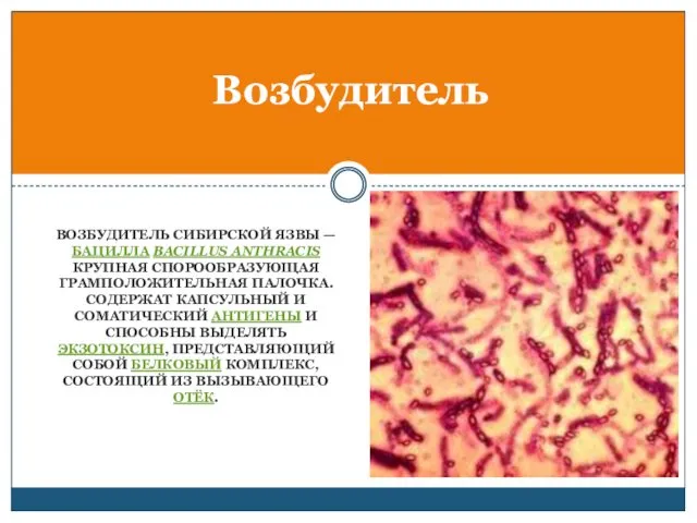 ВОЗБУДИТЕЛЬ СИБИРСКОЙ ЯЗВЫ — БАЦИЛЛА BACILLUS ANTHRACIS КРУПНАЯ СПОРООБРАЗУЮЩАЯ ГРАМПОЛОЖИТЕЛЬНАЯ