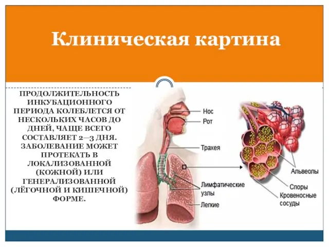 ПРОДОЛЖИТЕЛЬНОСТЬ ИНКУБАЦИОННОГО ПЕРИОДА КОЛЕБЛЕТСЯ ОТ НЕСКОЛЬКИХ ЧАСОВ ДО ДНЕЙ, ЧАЩЕ