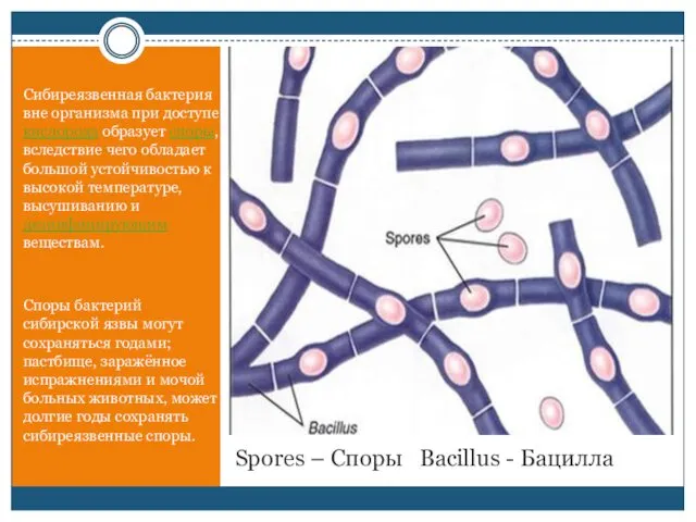 Spores – Споры Bacillus - Бацилла Сибиреязвенная бактерия вне организма