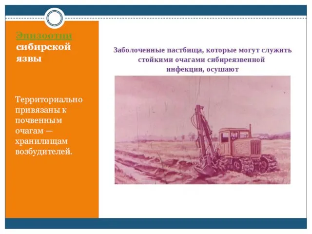 Эпизоотии сибирской язвы Территориально привязаны к почвенным очагам — хранилищам возбудителей.