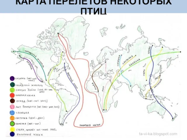 КАРТА ПЕРЕЛЕТОВ НЕКОТОРЫХ ПТИЦ