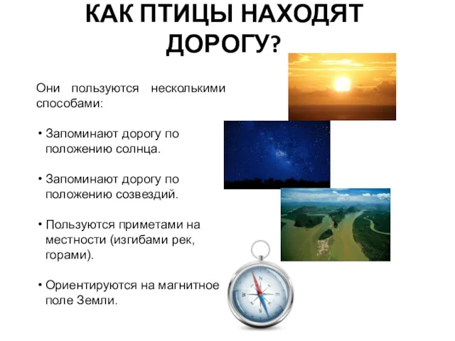 КАК ПТИЦЫ НАХОДЯТ ДОРОГУ? Они пользуются несколькими способами: Запоминают дорогу