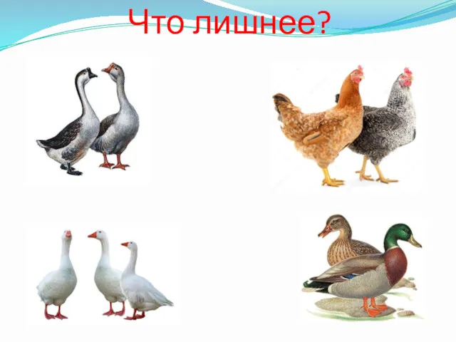 Что лишнее?