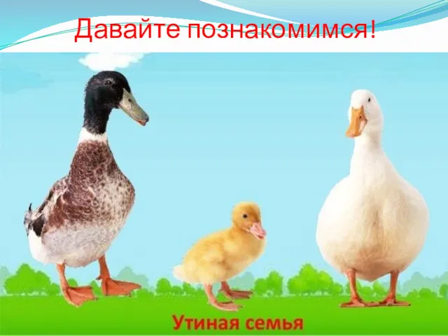 Давайте познакомимся!