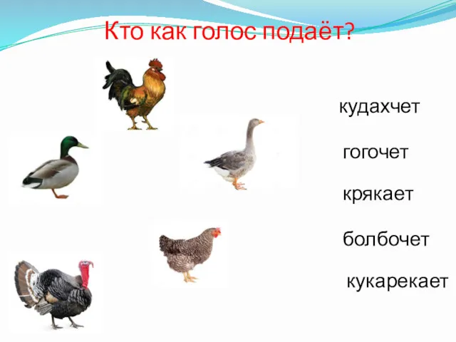 Кто как голос подаёт? кудахчет крякает болбочет кукарекает гогочет