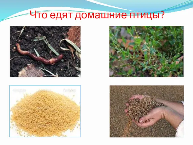 Что едят домашние птицы?