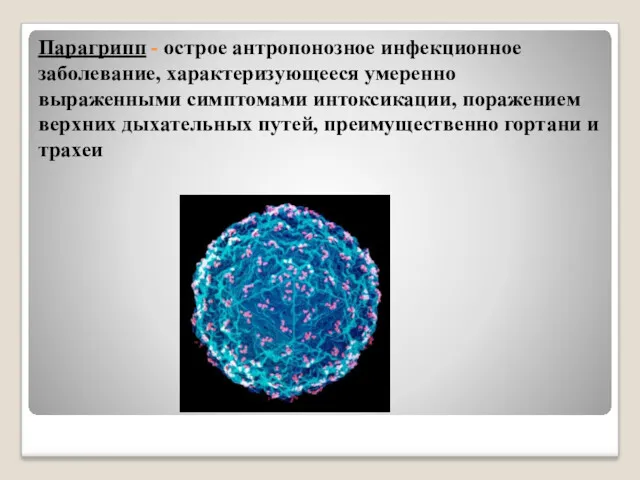 Парагрипп - острое антропонозное инфекционное заболевание, характеризующееся умеренно выраженными симптомами