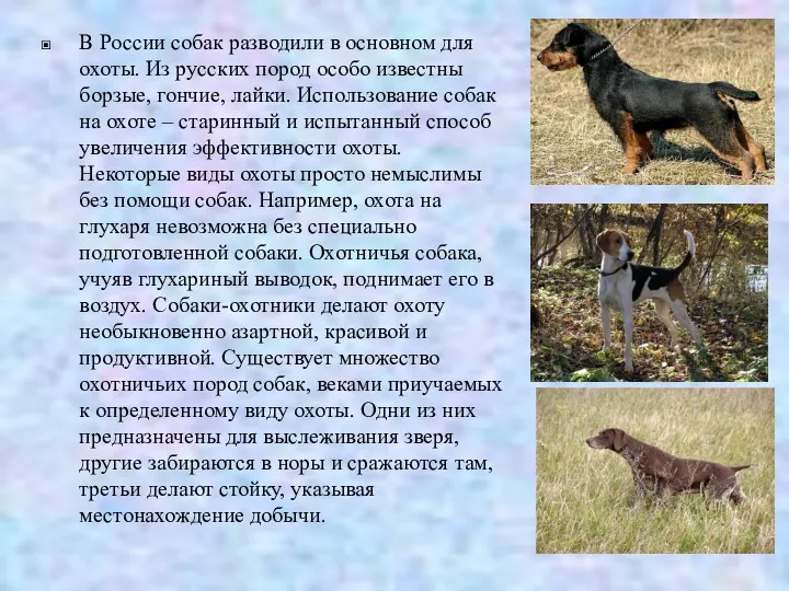 В России собак разводили в основном для охоты. Из русских