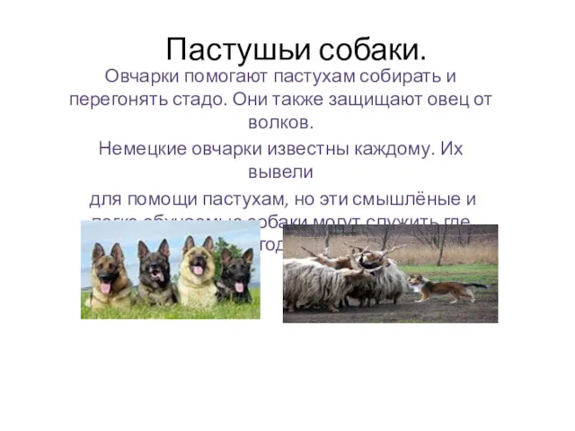 Пастушьи собаки. Овчарки помогают пастухам собирать и перегонять стадо. Они