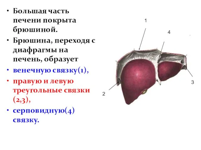 Большая часть печени покрыта брюшиной. Брюшина, переходя с диафрагмы на