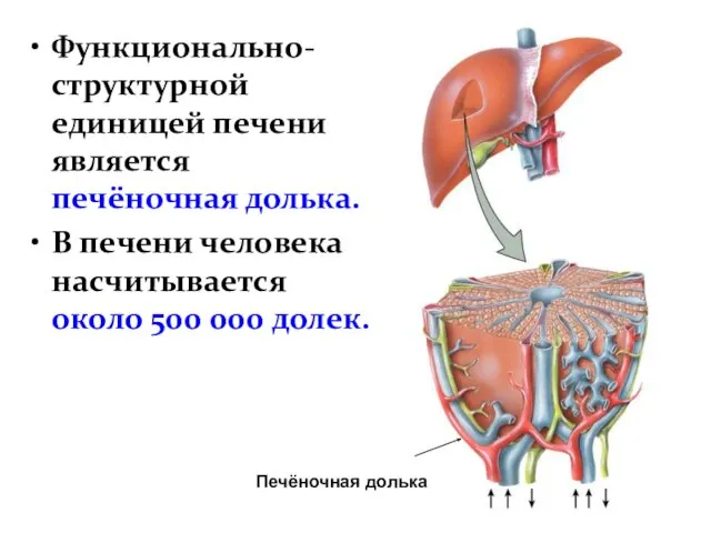 Функционально- структурной единицей печени является печёночная долька. В печени человека