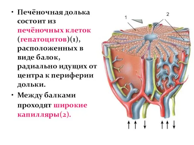 Печёночная долька состоит из печёночных клеток (гепатоцитов)(1), расположенных в виде