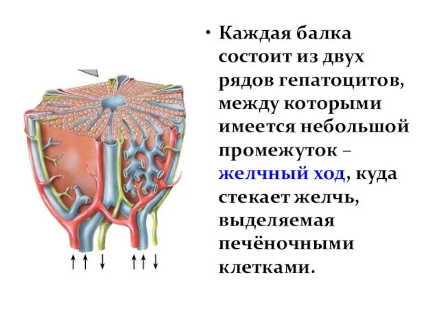 Каждая балка состоит из двух рядов гепатоцитов, между которыми имеется