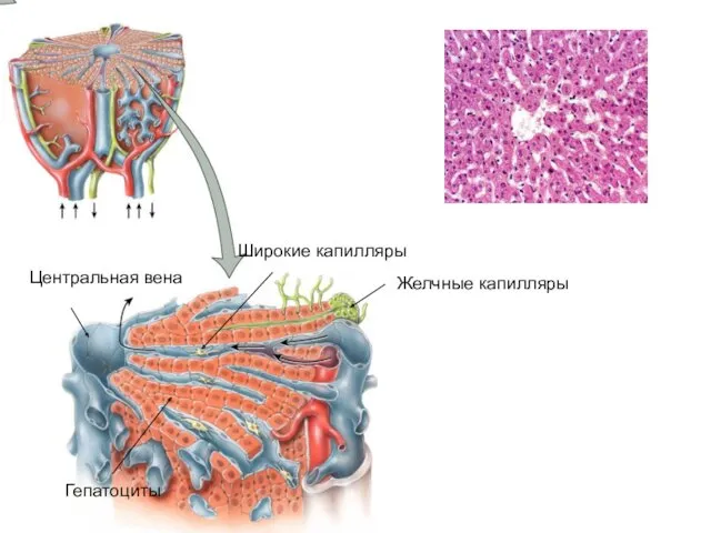 Центральная вена Широкие капилляры Желчные капилляры Гепатоциты