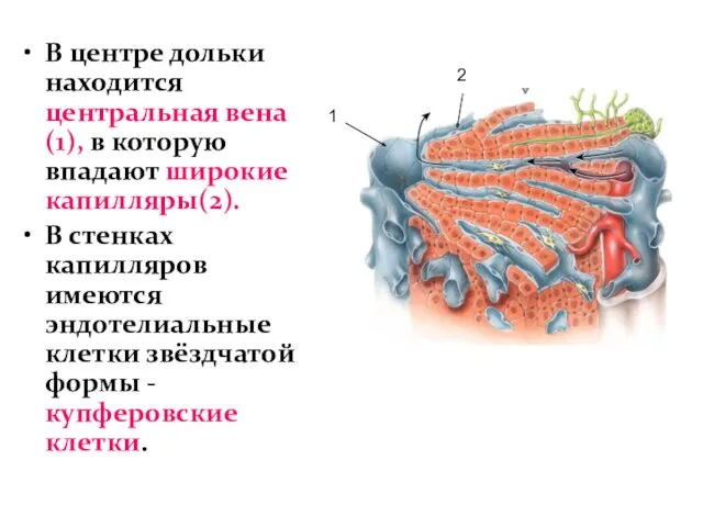 В центре дольки находится центральная вена(1), в которую впадают широкие