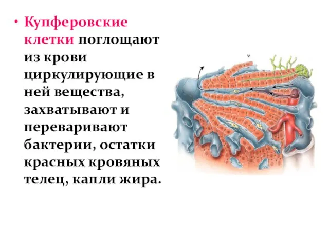 Купферовские клетки поглощают из крови циркулирующие в ней вещества, захватывают