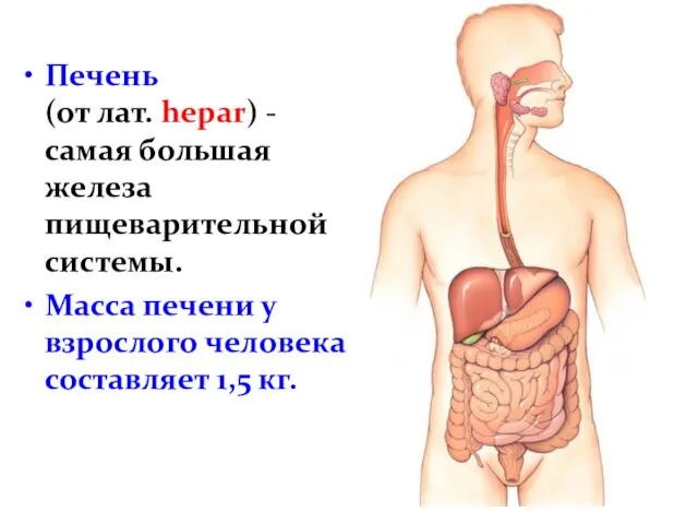 Печень (от лат. hepar) - самая большая железа пищеварительной системы.