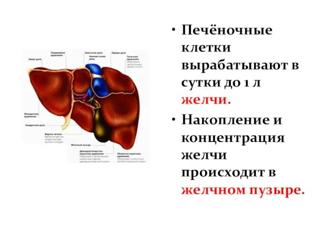 Печёночные клетки вырабатывают в сутки до 1 л желчи. Накопление