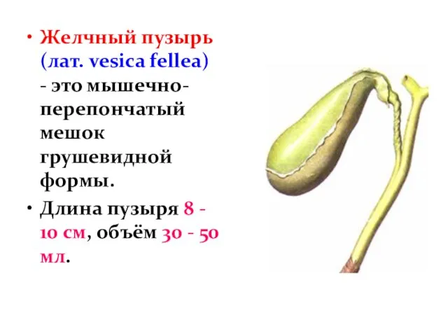 Желчный пузырь (лат. vesica fellea) - это мышечно-перепончатый мешок грушевидной