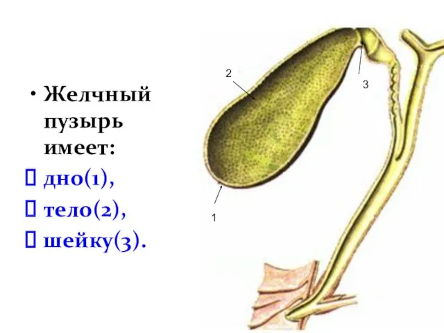 Желчный пузырь имеет: дно(1), тело(2), шейку(3). 1 2 3