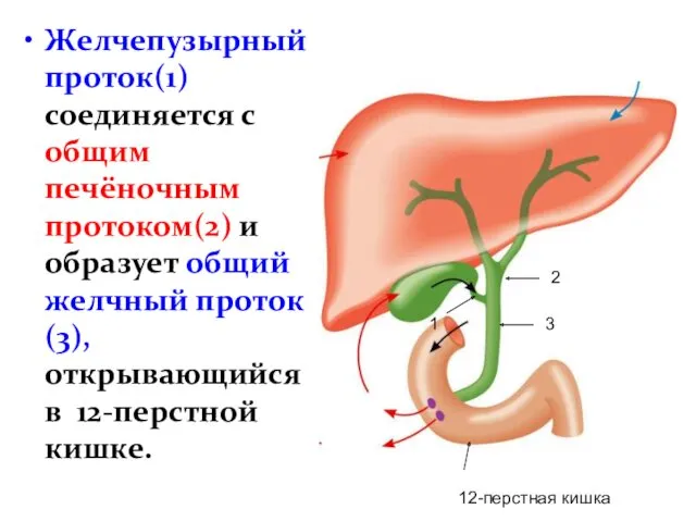 Желчепузырный проток(1) соединяется с общим печёночным протоком(2) и образует общий