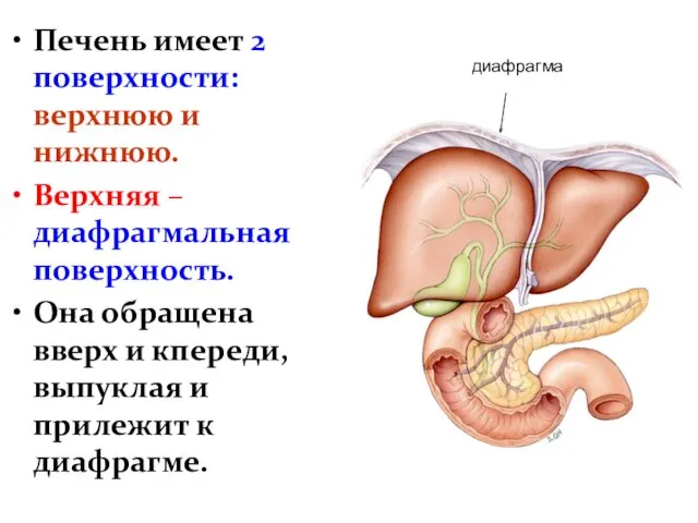 Печень имеет 2 поверхности: верхнюю и нижнюю. Верхняя – диафрагмальная