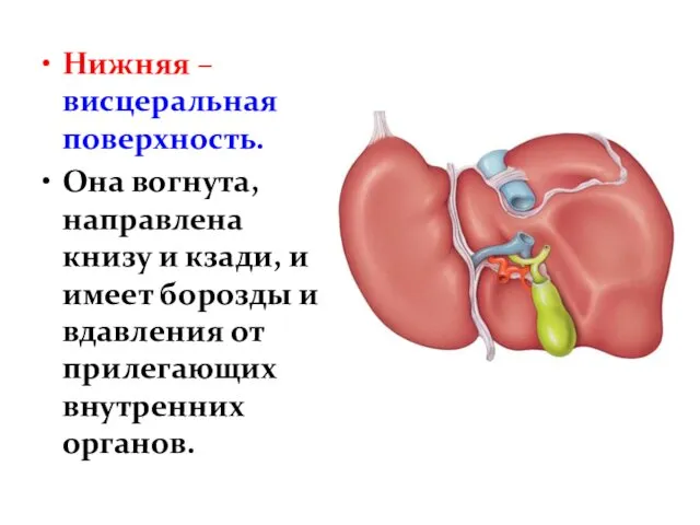 Нижняя – висцеральная поверхность. Она вогнута, направлена книзу и кзади,