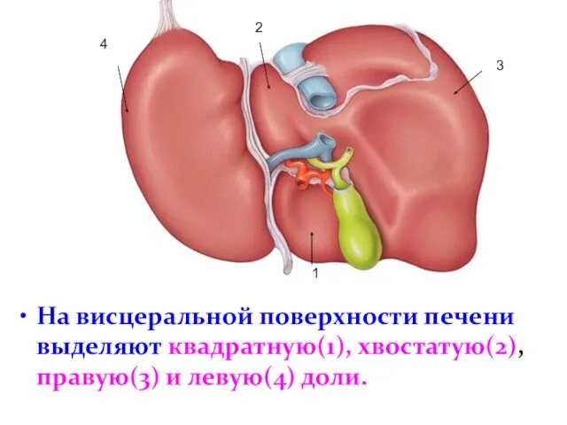 На висцеральной поверхности печени выделяют квадратную(1), хвостатую(2), правую(3) и левую(4) доли. 2 1 3 4