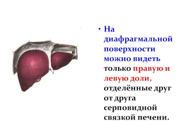 На диафрагмальной поверхности можно видеть только правую и левую доли,