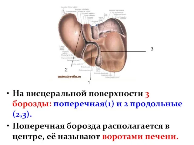 На висцеральной поверхности 3 борозды: поперечная(1) и 2 продольные(2,3). Поперечная