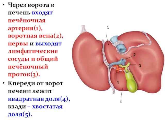 Через ворота в печень входят печёночная артерия(1), воротная вена(2), нервы