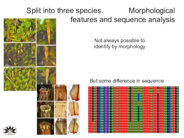 Split into three species. Morphological features and sequence analysis Not