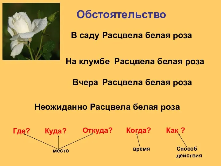 Обстоятельство Расцвела белая роза Расцвела белая роза Расцвела белая роза