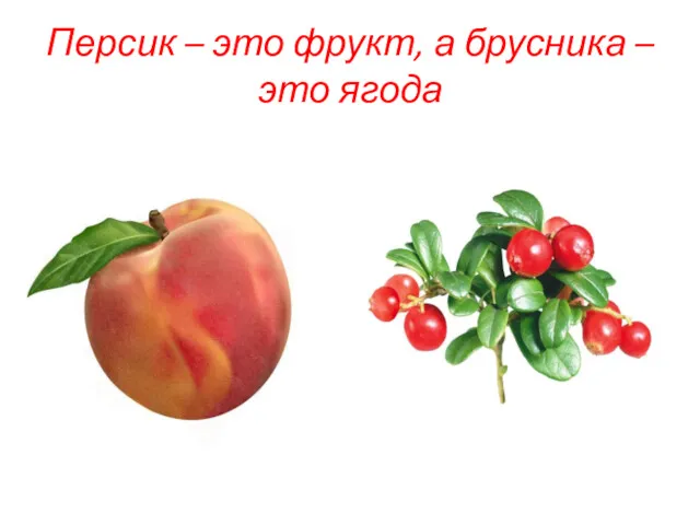 Персик – это фрукт, а брусника – это ягода