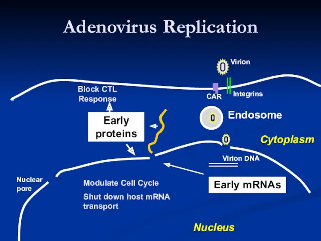 Adenovirus Replication Endosome Early mRNAs Early proteins Virion Integrins CAR