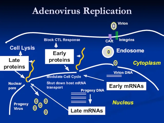 Adenovirus Replication Endosome Late mRNAs Early mRNAs Early proteins Late