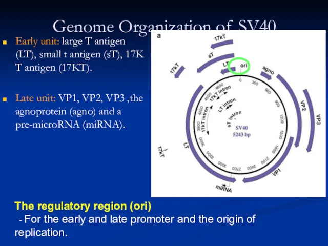 Genome Organization of SV40 Early unit: large T antigen (LT),