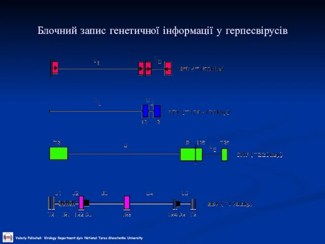 Блочний запис генетичної інформації у герпесвірусів