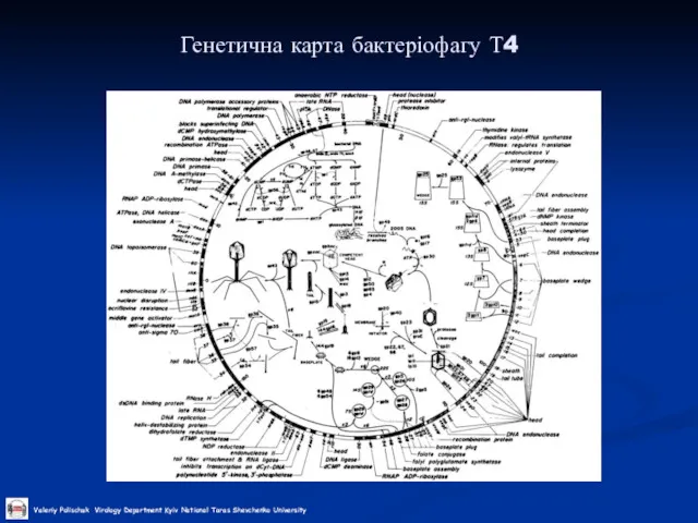Генетична карта бактеріофагу Т4