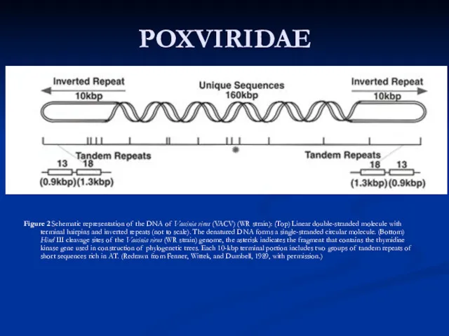 POXVIRIDAE Figure 2 Schematic representation of the DNA of Vaccinia