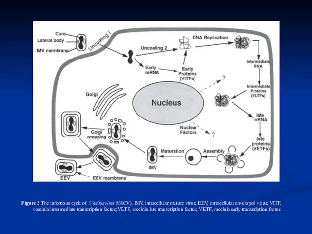 Figure 3 The infectious cycle of Vaccinia virus (VACV): IMV,