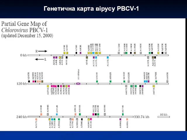 Генетична карта вірусу PBCV-1