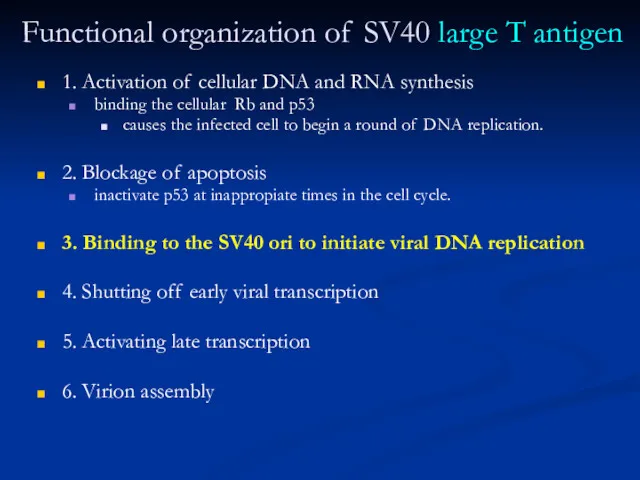 Functional organization of SV40 large T antigen 1. Activation of