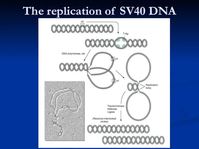 The replication of SV40 DNA