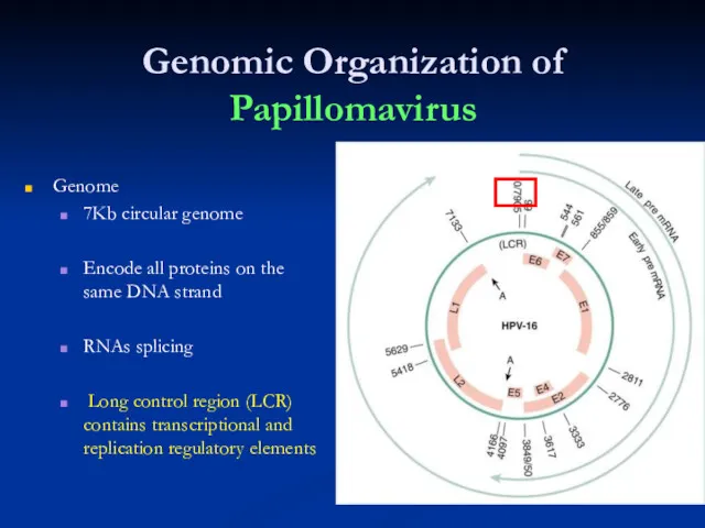 Genomic Organization of Papillomavirus Genome 7Kb circular genome Encode all