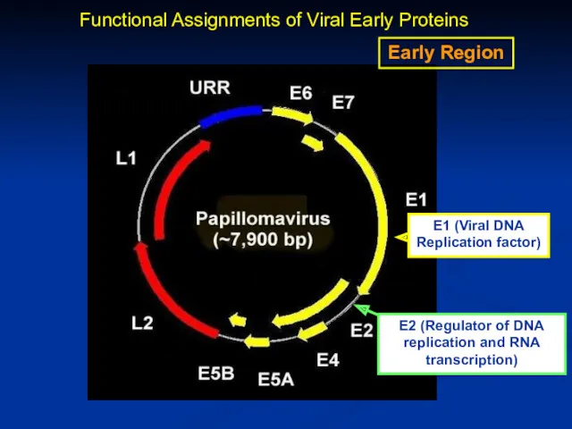 Early Region E2 (Regulator of DNA replication and RNA transcription) Functional Assignments of Viral Early Proteins