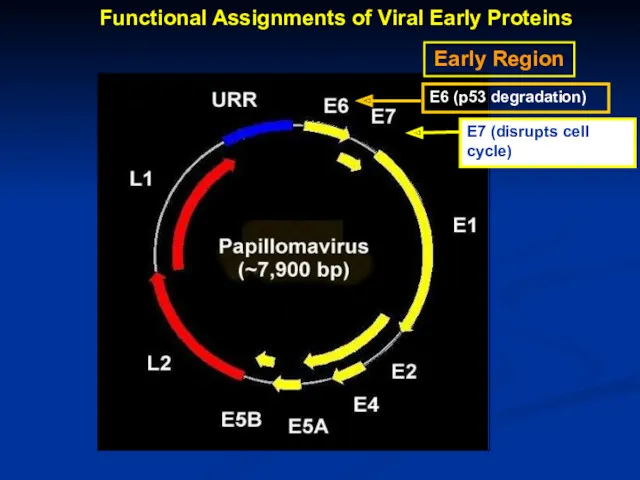 Early Region Functional Assignments of Viral Early Proteins