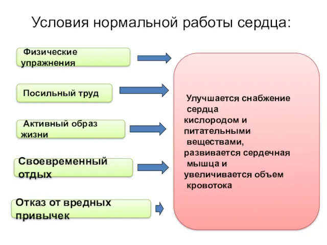 Условия нормальной работы сердца: Физические упражнения Посильный труд Активный образ