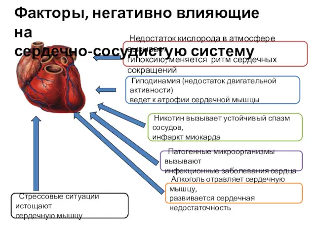 Гиподинамия (недостаток двигательной активности) ведет к атрофии сердечной мышцы Алкоголь