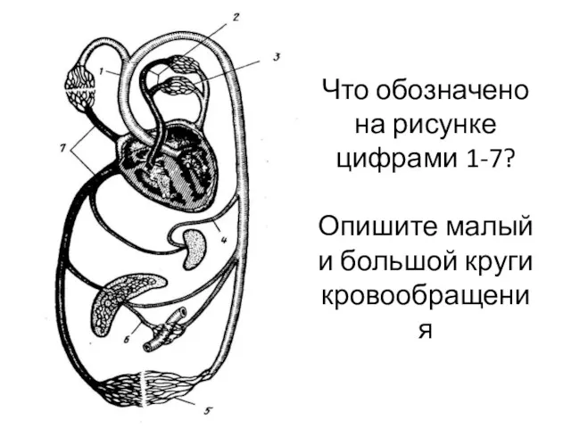 Что обозначено на рисунке цифрами 1-7? Опишите малый и большой круги кровообращения